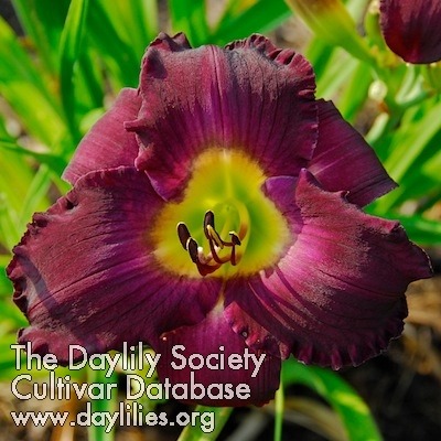 dark matter onion